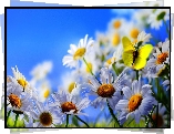 Białe, Margerytki, Żółty, Motyl