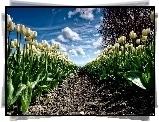 Białe, Tulipany, Plantacja, Drzewo