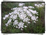 Białe, Drobne, Polne, Kwiatki, Biedrzeniec
