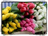 Żółte, Różowe, Białe, Tulipany