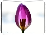 Tulipan, Białe, Tło