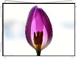 Tulipan, Białe, Tło