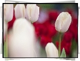 Białe, Tulipany