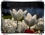 Bia�e, Tulipany