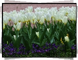 Białe, Tulipany