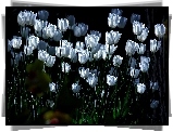 Białe, Tulipany
