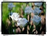 Białe, Tulipany