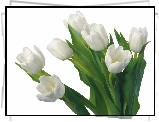 Białe, Tulipany