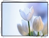 Tulipany, Białe, Kwiaty