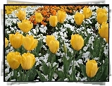 Żółte, Tulipany, Białe, Kwiatki