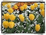 Żółte, Tulipany, Białe, Kwiatki