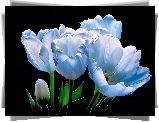 Białe, Tulipany