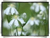 Białe, Powojniki pnące, Clematis Vitalba, Kwiaty