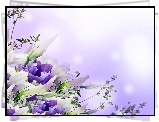 Eustoma, Biało, Liliowa