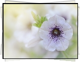 Biało-fioletowy, Kwiat, Petunia ogrodowa