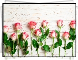 Biało-różowe, Róże, Deski