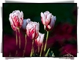Tulipany, Biało, Czerwone
