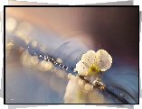 Biały, Kwiat, Bokeh, Makro
