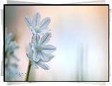 Cebulica, Biały, Kwiat