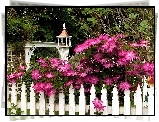 Clematis, Biały, Płot, Płotek, Ogród, Biała, Budowla