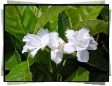 Biały, Kwiat, Gardenia