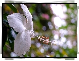 Biały, Hibiskus