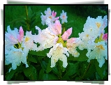 Biały, Rododendron, Krople, Rosy