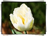 Biały, Tulipan, Krople, Rosy