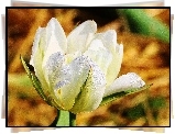 Biały, Tulipan, Krople, Rosy