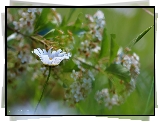 Margerytka, Biały, Kwiat