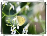 Motyl, Biały, Kwiat