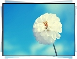 Niebo, Biały, Kwiat