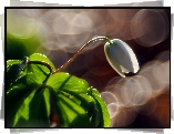 Biały Kwiat, Światło, Bokeh