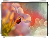 Biedronka, Owad, Czerwony, Floks, Bokeh