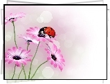 Biedronka, Kwiaty, Arktotis, Grafika 2D