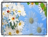 Margerytki, Biedronki, Grafika