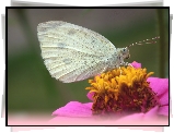 Motyl, Bielinek, Kwiat