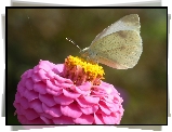 Motyl, Bielinek, Kwiat