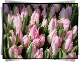 Bladoróżowe, Tulipany