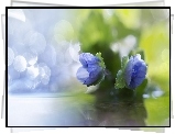 Błękitne, Kwiaty, Bokeh, Makro