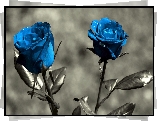 Błękitne, Róże