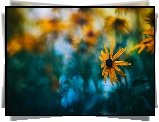 Rudbekia błyskotliwa, Zbliżenie