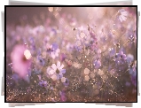 Łąka, Kosmea, Bokeh, Rozmycie