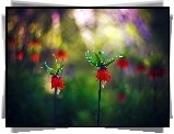 Kwiaty, Bokeh, Art