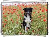 Border collie, Łąka, Maki
