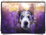 Border collie, Pysk, Lawenda