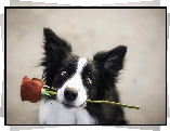 Border collie, Mordka, Róża, Prezent