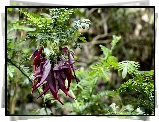 Bordowe, Egzotyczne, Kwiaty, Clianthus, Liście