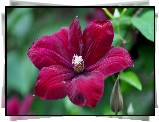 Bordowy, Clematis