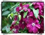 Bordowy, Clematis